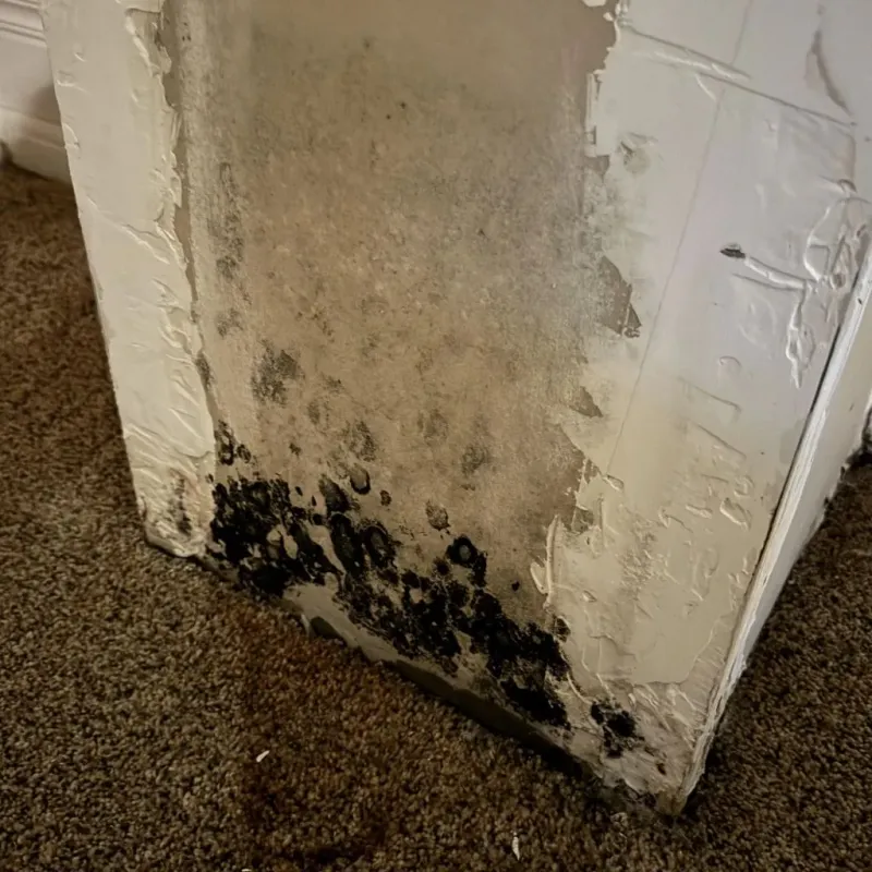 Professional Mold Removal in Decatur, TX